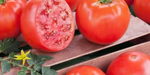 Kako hraniti paradajz nakon sadnje u zemlju